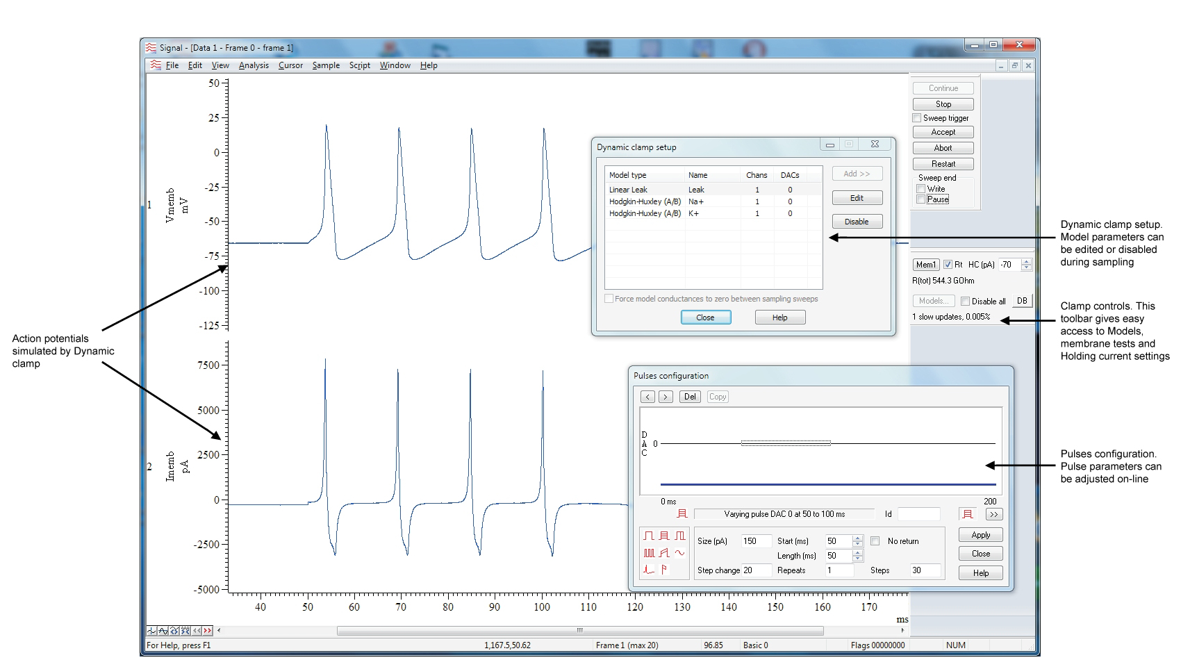 Patch Clamp Technique For Measuring Membrane Potential